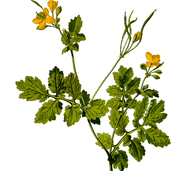 kruid om testiculaire pijn bij mannen te verlichten